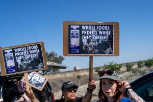 Action - Vera Goat Dairy (Meyenberg Goat Milk) - On May 27th, 2025 Five activists were just arrested after rescuing two sick baby goats from a Whole Foods-supplying factory goat dairy in the Central Valley, California that supplies the nation's largest goat dairy brand, Meyenberg. The rescued babies are on their way to get care.
After the rescue, these activists returned to the facility to urge the authorities to investigate the facility's massive dead pile and other violations. An investigation released by DxE prior to the action showed dozens of mothers and babies are regularly dumped into an illegal mass dead pile. A mother goat and two babies were previously rescued from the facility. - Captured at CA.