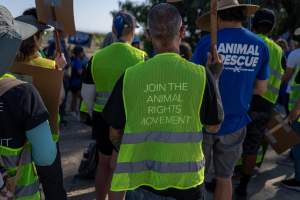 Action - Vera Goat Dairy (Meyenberg Goat Milk) - On May 27th, 2025 Five activists were just arrested after rescuing two sick baby goats from a Whole Foods-supplying factory goat dairy in the Central Valley, California that supplies the nation's largest goat dairy brand, Meyenberg. The rescued babies are on their way to get care.
After the rescue, these activists returned to the facility to urge the authorities to investigate the facility's massive dead pile and other violations. An investigation released by DxE prior to the action showed dozens of mothers and babies are regularly dumped into an illegal mass dead pile. A mother goat and two babies were previously rescued from the facility. - Captured at CA.