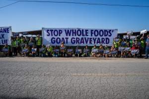 Action - Vera Goat Dairy (Meyenberg Goat Milk) - On May 27th, 2025 Five activists were just arrested after rescuing two sick baby goats from a Whole Foods-supplying factory goat dairy in the Central Valley, California that supplies the nation's largest goat dairy brand, Meyenberg. The rescued babies are on their way to get care.
After the rescue, these activists returned to the facility to urge the authorities to investigate the facility's massive dead pile and other violations. An investigation released by DxE prior to the action showed dozens of mothers and babies are regularly dumped into an illegal mass dead pile. A mother goat and two babies were previously rescued from the facility. - Captured at CA.