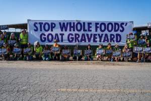 Action - Vera Goat Dairy (Meyenberg Goat Milk) - On May 27th, 2025 Five activists were just arrested after rescuing two sick baby goats from a Whole Foods-supplying factory goat dairy in the Central Valley, California that supplies the nation's largest goat dairy brand, Meyenberg. The rescued babies are on their way to get care.
After the rescue, these activists returned to the facility to urge the authorities to investigate the facility's massive dead pile and other violations. An investigation released by DxE prior to the action showed dozens of mothers and babies are regularly dumped into an illegal mass dead pile. A mother goat and two babies were previously rescued from the facility. - Captured at CA.