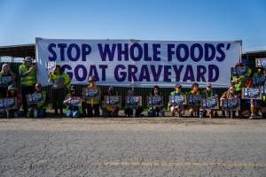 Action - Vera Goat Dairy (Meyenberg Goat Milk) - On May 27th, 2025 Five activists were just arrested after rescuing two sick baby goats from a Whole Foods-supplying factory goat dairy in the Central Valley, California that supplies the nation's largest goat dairy brand, Meyenberg. The rescued babies are on their way to get care.
After the rescue, these activists returned to the facility to urge the authorities to investigate the facility's massive dead pile and other violations. An investigation released by DxE prior to the action showed dozens of mothers and babies are regularly dumped into an illegal mass dead pile. A mother goat and two babies were previously rescued from the facility. - Captured at CA.