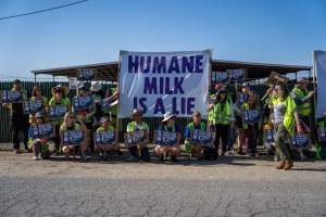 Action - Vera Goat Dairy (Meyenberg Goat Milk) - On May 27th, 2025 Five activists were just arrested after rescuing two sick baby goats from a Whole Foods-supplying factory goat dairy in the Central Valley, California that supplies the nation's largest goat dairy brand, Meyenberg. The rescued babies are on their way to get care.
After the rescue, these activists returned to the facility to urge the authorities to investigate the facility's massive dead pile and other violations. An investigation released by DxE prior to the action showed dozens of mothers and babies are regularly dumped into an illegal mass dead pile. A mother goat and two babies were previously rescued from the facility. - Captured at CA.