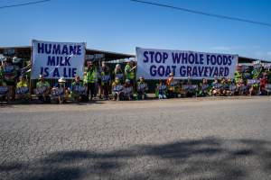 Action - Vera Goat Dairy (Meyenberg Goat Milk) - On May 27th, 2025 Five activists were just arrested after rescuing two sick baby goats from a Whole Foods-supplying factory goat dairy in the Central Valley, California that supplies the nation's largest goat dairy brand, Meyenberg. The rescued babies are on their way to get care.
After the rescue, these activists returned to the facility to urge the authorities to investigate the facility's massive dead pile and other violations. An investigation released by DxE prior to the action showed dozens of mothers and babies are regularly dumped into an illegal mass dead pile. A mother goat and two babies were previously rescued from the facility. - Captured at CA.