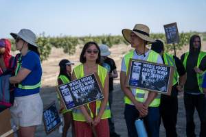 Action - Vera Goat Dairy (Meyenberg Goat Milk) - On May 27th, 2025 Five activists were just arrested after rescuing two sick baby goats from a Whole Foods-supplying factory goat dairy in the Central Valley, California that supplies the nation's largest goat dairy brand, Meyenberg. The rescued babies are on their way to get care.
After the rescue, these activists returned to the facility to urge the authorities to investigate the facility's massive dead pile and other violations. An investigation released by DxE prior to the action showed dozens of mothers and babies are regularly dumped into an illegal mass dead pile. A mother goat and two babies were previously rescued from the facility. - Captured at CA.