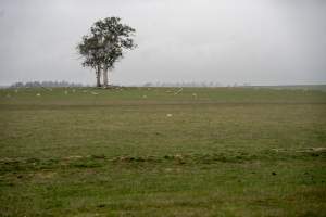 Dead lamb in a paddock in Tasmania - A small dead lamb can be seen in the middle of a paddock, found on a cold morning having succumbed to exposure, a victim of 'winter lambing'. Behind them, other newborn lambs and grown sheep. - Captured at TAS.