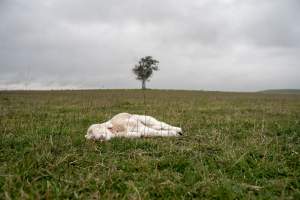Dead lamb in a paddock in Tasmania - Found on a cold morning having succumbed to exposure, a victim of 'winter lambing'. - Captured at TAS.