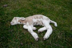 Dead lamb in a paddock in Tasmania - Found on a cold morning having succumbed to exposure, a victim of 'winter lambing'. - Captured at TAS.