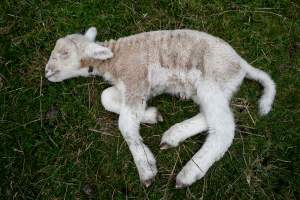 Dead lamb in a paddock in Tasmania - Found on a cold morning having succumbed to exposure, a victim of 'winter lambing'. - Captured at TAS.