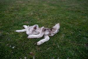 Dead lamb in a paddock in Tasmania - Found on a cold morning having succumbed to exposure, a victim of 'winter lambing'. - Captured at TAS.