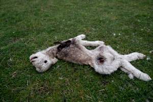 Dead lamb in a paddock in Tasmania - Found on a cold morning having succumbed to exposure, a victim of 'winter lambing'. - Captured at TAS.
