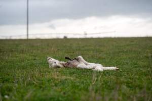 Dead lamb in a paddock in Tasmania - Found on a cold morning having succumbed to exposure, a victim of 'winter lambing'. - Captured at TAS.
