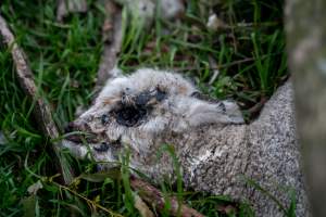 Dead lamb in a paddock in Tasmania - Found on a cold morning having succumbed to exposure, a victim of 'winter lambing'. - Captured at TAS.