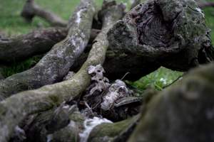 Bones of a dead lamb amongst logs, in a paddock in Tasmania - Found on a cold morning having succumbed to exposure, a victim of 'winter lambing'. - Captured at TAS.