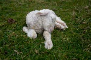 Shivering lamb in a paddock in Tasmania - Found on a cold morning, fighting to stay alive. - Captured at TAS.