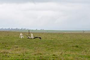 Two newborn lambs in a cold paddock in Tasmania - Captured at TAS.