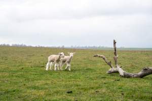 Two newborn lambs in a cold paddock in Tasmania - Captured at TAS.