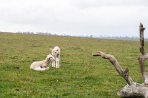 Two newborn lambs in a cold paddock in Tasmania - Captured at TAS.