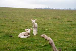 Two newborn lambs in a cold paddock in Tasmania - Captured at TAS.