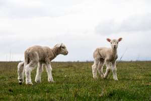 Two newborn lambs in a cold paddock in Tasmania - Captured at TAS.