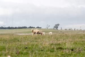 Sheep with their lambs, in a cold paddock in Tasmania - Captured at TAS.