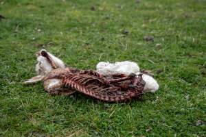 Dead lamb in a paddock in Tasmania - Found on a cold morning having succumbed to exposure, a victim of 'winter lambing'. - Captured at TAS.