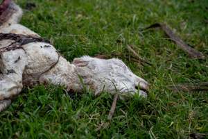 Dead lamb in a paddock in Tasmania - Found on a cold morning having succumbed to exposure, a victim of 'winter lambing'. - Captured at TAS.