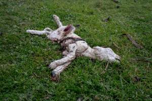 Dead lamb in a paddock in Tasmania - Found on a cold morning having succumbed to exposure, a victim of 'winter lambing'. - Captured at TAS.