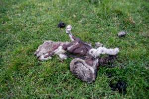 Dead lamb in a paddock in Tasmania - Found on a cold morning having succumbed to exposure, a victim of 'winter lambing'. - Captured at TAS.
