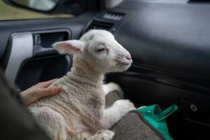 Rescued lamb sits on the lap of their rescuer - Found on a cold morning struggling to stay alive, a would-be victim of 'winter lambing'. Instead, they were rescued and taken to a sanctuary. Here they are seen warming up in the car, on the lap of one of their rescuers. - Captured at TAS.