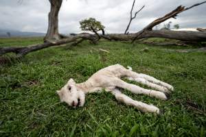 Dead lamb in a paddock in Tasmania - A victim of 'winter lambing'. - Captured at TAS.