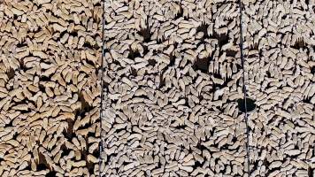 default - Captured at Central Tablelands Livestock Exchange (CTLX), Carcoar NSW Australia.