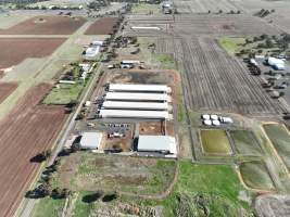 Captured at Bridgewater Poultry (Egg) Farm, Bridgewater VIC Australia.