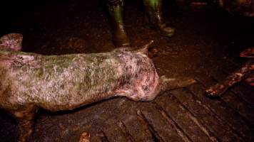 Dublin Piggery 2025 - In June 2025, investigators, acting on information from a member of the public, captured footage inside Andgar piggery in Dublin, South Australia. 

The footage shows pigs living alongside the decomposing bodies of hundreds of dead pigs, with some becoming stuck in a giant pile of corpses. 

Other footage from the same piggery shows pigs in 'eco sheds' on the property, which are sheds with two or three walls, with at least one side open to the elements. The pigs in these sheds are seen wading through mud and waste, which is often so deep that they are forced to swim. Some pigs had drowned in these sheds, likely after becoming stuck. 

Pigs were filmed with massive, necrotic wounds where infection had eaten through skin down to the bone. One pig had a hole in their back that was roughly 10cm in diameter and packed with straw, mud and faeces. Piglets were also found living amongst the dead and rotting bodies of their littermates.

These visits took place over a month after this farm had been reported to the RSPCA by a member of the public, who was so horrified by the conditions that they knew they had to act. 
 - Captured at Dublin Piggery, Dublin SA Australia.