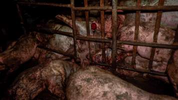 Dublin Piggery 2025 - In June 2025, investigators, acting on information from a member of the public, captured footage inside Andgar piggery in Dublin, South Australia. 

The footage shows pigs living alongside the decomposing bodies of hundreds of dead pigs, with some becoming stuck in a giant pile of corpses. 

Other footage from the same piggery shows pigs in 'eco sheds' on the property, which are sheds with two or three walls, with at least one side open to the elements. The pigs in these sheds are seen wading through mud and waste, which is often so deep that they are forced to swim. Some pigs had drowned in these sheds, likely after becoming stuck. 

Pigs were filmed with massive, necrotic wounds where infection had eaten through skin down to the bone. One pig had a hole in their back that was roughly 10cm in diameter and packed with straw, mud and faeces. Piglets were also found living amongst the dead and rotting bodies of their littermates.

These visits took place over a month after this farm had been reported to the RSPCA by a member of the public, who was so horrified by the conditions that they knew they had to act. 
 - Captured at Dublin Piggery, Dublin SA Australia.