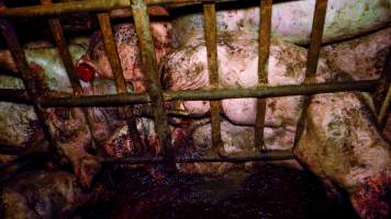 Dublin Piggery 2025 - In June 2025, investigators, acting on information from a member of the public, captured footage inside Andgar piggery in Dublin, South Australia. 

The footage shows pigs living alongside the decomposing bodies of hundreds of dead pigs, with some becoming stuck in a giant pile of corpses. 

Other footage from the same piggery shows pigs in 'eco sheds' on the property, which are sheds with two or three walls, with at least one side open to the elements. The pigs in these sheds are seen wading through mud and waste, which is often so deep that they are forced to swim. Some pigs had drowned in these sheds, likely after becoming stuck. 

Pigs were filmed with massive, necrotic wounds where infection had eaten through skin down to the bone. One pig had a hole in their back that was roughly 10cm in diameter and packed with straw, mud and faeces. Piglets were also found living amongst the dead and rotting bodies of their littermates.

These visits took place over a month after this farm had been reported to the RSPCA by a member of the public, who was so horrified by the conditions that they knew they had to act. 
 - Captured at Dublin Piggery, Dublin SA Australia.