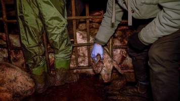 Dublin Piggery 2025 - In June 2025, investigators, acting on information from a member of the public, captured footage inside Andgar piggery in Dublin, South Australia. 

The footage shows pigs living alongside the decomposing bodies of hundreds of dead pigs, with some becoming stuck in a giant pile of corpses. 

Other footage from the same piggery shows pigs in 'eco sheds' on the property, which are sheds with two or three walls, with at least one side open to the elements. The pigs in these sheds are seen wading through mud and waste, which is often so deep that they are forced to swim. Some pigs had drowned in these sheds, likely after becoming stuck. 

Pigs were filmed with massive, necrotic wounds where infection had eaten through skin down to the bone. One pig had a hole in their back that was roughly 10cm in diameter and packed with straw, mud and faeces. Piglets were also found living amongst the dead and rotting bodies of their littermates.

These visits took place over a month after this farm had been reported to the RSPCA by a member of the public, who was so horrified by the conditions that they knew they had to act. 
 - Captured at Dublin Piggery, Dublin SA Australia.