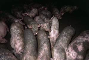 Dublin Piggery 2025 - In June 2025, investigators, acting on information from a member of the public, captured footage inside Andgar piggery in Dublin, South Australia. 

The footage shows pigs living alongside the decomposing bodies of hundreds of dead pigs, with some becoming stuck in a giant pile of corpses. 

Other footage from the same piggery shows pigs in 'eco sheds' on the property, which are sheds with two or three walls, with at least one side open to the elements. The pigs in these sheds are seen wading through mud and waste, which is often so deep that they are forced to swim. Some pigs had drowned in these sheds, likely after becoming stuck. 

Pigs were filmed with massive, necrotic wounds where infection had eaten through skin down to the bone. One pig had a hole in their back that was roughly 10cm in diameter and packed with straw, mud and faeces. Piglets were also found living amongst the dead and rotting bodies of their littermates.

These visits took place over a month after this farm had been reported to the RSPCA by a member of the public, who was so horrified by the conditions that they knew they had to act. 
 - Captured at Dublin Piggery, Dublin SA Australia.