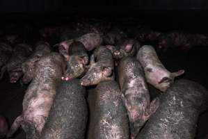 Dublin Piggery 2025 - In June 2025, investigators, acting on information from a member of the public, captured footage inside Andgar piggery in Dublin, South Australia. 

The footage shows pigs living alongside the decomposing bodies of hundreds of dead pigs, with some becoming stuck in a giant pile of corpses. 

Other footage from the same piggery shows pigs in 'eco sheds' on the property, which are sheds with two or three walls, with at least one side open to the elements. The pigs in these sheds are seen wading through mud and waste, which is often so deep that they are forced to swim. Some pigs had drowned in these sheds, likely after becoming stuck. 

Pigs were filmed with massive, necrotic wounds where infection had eaten through skin down to the bone. One pig had a hole in their back that was roughly 10cm in diameter and packed with straw, mud and faeces. Piglets were also found living amongst the dead and rotting bodies of their littermates.

These visits took place over a month after this farm had been reported to the RSPCA by a member of the public, who was so horrified by the conditions that they knew they had to act. 
 - Captured at Dublin Piggery, Dublin SA Australia.