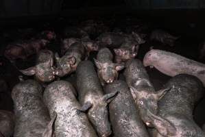 Dublin Piggery 2025 - In June 2025, investigators, acting on information from a member of the public, captured footage inside Andgar piggery in Dublin, South Australia. 

The footage shows pigs living alongside the decomposing bodies of hundreds of dead pigs, with some becoming stuck in a giant pile of corpses. 

Other footage from the same piggery shows pigs in 'eco sheds' on the property, which are sheds with two or three walls, with at least one side open to the elements. The pigs in these sheds are seen wading through mud and waste, which is often so deep that they are forced to swim. Some pigs had drowned in these sheds, likely after becoming stuck. 

Pigs were filmed with massive, necrotic wounds where infection had eaten through skin down to the bone. One pig had a hole in their back that was roughly 10cm in diameter and packed with straw, mud and faeces. Piglets were also found living amongst the dead and rotting bodies of their littermates.

These visits took place over a month after this farm had been reported to the RSPCA by a member of the public, who was so horrified by the conditions that they knew they had to act. 
 - Captured at Dublin Piggery, Dublin SA Australia.