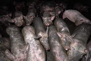 Dublin Piggery 2025 - In June 2025, investigators, acting on information from a member of the public, captured footage inside Andgar piggery in Dublin, South Australia. 

The footage shows pigs living alongside the decomposing bodies of hundreds of dead pigs, with some becoming stuck in a giant pile of corpses. 

Other footage from the same piggery shows pigs in 'eco sheds' on the property, which are sheds with two or three walls, with at least one side open to the elements. The pigs in these sheds are seen wading through mud and waste, which is often so deep that they are forced to swim. Some pigs had drowned in these sheds, likely after becoming stuck. 

Pigs were filmed with massive, necrotic wounds where infection had eaten through skin down to the bone. One pig had a hole in their back that was roughly 10cm in diameter and packed with straw, mud and faeces. Piglets were also found living amongst the dead and rotting bodies of their littermates.

These visits took place over a month after this farm had been reported to the RSPCA by a member of the public, who was so horrified by the conditions that they knew they had to act. 
 - Captured at Dublin Piggery, Dublin SA Australia.
