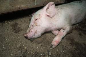 Dublin Piggery 2025 - In June 2025, investigators, acting on information from a member of the public, captured footage inside Andgar piggery in Dublin, South Australia. 

The footage shows pigs living alongside the decomposing bodies of hundreds of dead pigs, with some becoming stuck in a giant pile of corpses. 

Other footage from the same piggery shows pigs in 'eco sheds' on the property, which are sheds with two or three walls, with at least one side open to the elements. The pigs in these sheds are seen wading through mud and waste, which is often so deep that they are forced to swim. Some pigs had drowned in these sheds, likely after becoming stuck. 

Pigs were filmed with massive, necrotic wounds where infection had eaten through skin down to the bone. One pig had a hole in their back that was roughly 10cm in diameter and packed with straw, mud and faeces. Piglets were also found living amongst the dead and rotting bodies of their littermates.

These visits took place over a month after this farm had been reported to the RSPCA by a member of the public, who was so horrified by the conditions that they knew they had to act. 
 - Captured at Dublin Piggery, Dublin SA Australia.