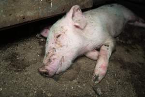 Dublin Piggery 2025 - In June 2025, investigators, acting on information from a member of the public, captured footage inside Andgar piggery in Dublin, South Australia. 

The footage shows pigs living alongside the decomposing bodies of hundreds of dead pigs, with some becoming stuck in a giant pile of corpses. 

Other footage from the same piggery shows pigs in 'eco sheds' on the property, which are sheds with two or three walls, with at least one side open to the elements. The pigs in these sheds are seen wading through mud and waste, which is often so deep that they are forced to swim. Some pigs had drowned in these sheds, likely after becoming stuck. 

Pigs were filmed with massive, necrotic wounds where infection had eaten through skin down to the bone. One pig had a hole in their back that was roughly 10cm in diameter and packed with straw, mud and faeces. Piglets were also found living amongst the dead and rotting bodies of their littermates.

These visits took place over a month after this farm had been reported to the RSPCA by a member of the public, who was so horrified by the conditions that they knew they had to act. 
 - Captured at Dublin Piggery, Dublin SA Australia.