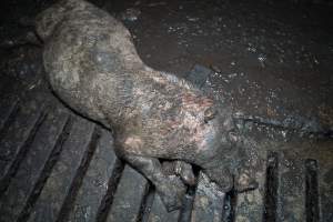 Dublin Piggery 2025 - In June 2025, investigators, acting on information from a member of the public, captured footage inside Andgar piggery in Dublin, South Australia. 

The footage shows pigs living alongside the decomposing bodies of hundreds of dead pigs, with some becoming stuck in a giant pile of corpses. 

Other footage from the same piggery shows pigs in 'eco sheds' on the property, which are sheds with two or three walls, with at least one side open to the elements. The pigs in these sheds are seen wading through mud and waste, which is often so deep that they are forced to swim. Some pigs had drowned in these sheds, likely after becoming stuck. 

Pigs were filmed with massive, necrotic wounds where infection had eaten through skin down to the bone. One pig had a hole in their back that was roughly 10cm in diameter and packed with straw, mud and faeces. Piglets were also found living amongst the dead and rotting bodies of their littermates.

These visits took place over a month after this farm had been reported to the RSPCA by a member of the public, who was so horrified by the conditions that they knew they had to act. 
 - Captured at Dublin Piggery, Dublin SA Australia.