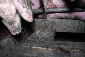 Dublin Piggery 2025 - In June 2025, investigators, acting on information from a member of the public, captured footage inside Andgar piggery in Dublin, South Australia. 

The footage shows pigs living alongside the decomposing bodies of hundreds of dead pigs, with some becoming stuck in a giant pile of corpses. 

Other footage from the same piggery shows pigs in 'eco sheds' on the property, which are sheds with two or three walls, with at least one side open to the elements. The pigs in these sheds are seen wading through mud and waste, which is often so deep that they are forced to swim. Some pigs had drowned in these sheds, likely after becoming stuck. 

Pigs were filmed with massive, necrotic wounds where infection had eaten through skin down to the bone. One pig had a hole in their back that was roughly 10cm in diameter and packed with straw, mud and faeces. Piglets were also found living amongst the dead and rotting bodies of their littermates.

These visits took place over a month after this farm had been reported to the RSPCA by a member of the public, who was so horrified by the conditions that they knew they had to act. 
 - Captured at Dublin Piggery, Dublin SA Australia.