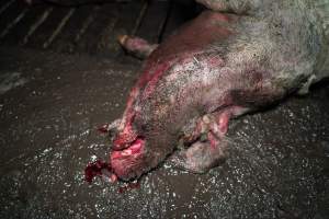Dublin Piggery 2025 - In June 2025, investigators, acting on information from a member of the public, captured footage inside Andgar piggery in Dublin, South Australia. 

The footage shows pigs living alongside the decomposing bodies of hundreds of dead pigs, with some becoming stuck in a giant pile of corpses. 

Other footage from the same piggery shows pigs in 'eco sheds' on the property, which are sheds with two or three walls, with at least one side open to the elements. The pigs in these sheds are seen wading through mud and waste, which is often so deep that they are forced to swim. Some pigs had drowned in these sheds, likely after becoming stuck. 

Pigs were filmed with massive, necrotic wounds where infection had eaten through skin down to the bone. One pig had a hole in their back that was roughly 10cm in diameter and packed with straw, mud and faeces. Piglets were also found living amongst the dead and rotting bodies of their littermates.

These visits took place over a month after this farm had been reported to the RSPCA by a member of the public, who was so horrified by the conditions that they knew they had to act. 
 - Captured at Dublin Piggery, Dublin SA Australia.