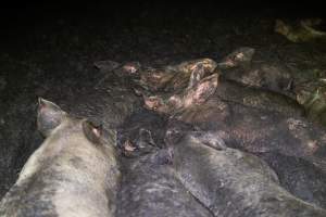 Dublin Piggery 2025 - In June 2025, investigators, acting on information from a member of the public, captured footage inside Andgar piggery in Dublin, South Australia. 

The footage shows pigs living alongside the decomposing bodies of hundreds of dead pigs, with some becoming stuck in a giant pile of corpses. 

Other footage from the same piggery shows pigs in 'eco sheds' on the property, which are sheds with two or three walls, with at least one side open to the elements. The pigs in these sheds are seen wading through mud and waste, which is often so deep that they are forced to swim. Some pigs had drowned in these sheds, likely after becoming stuck. 

Pigs were filmed with massive, necrotic wounds where infection had eaten through skin down to the bone. One pig had a hole in their back that was roughly 10cm in diameter and packed with straw, mud and faeces. Piglets were also found living amongst the dead and rotting bodies of their littermates.

These visits took place over a month after this farm had been reported to the RSPCA by a member of the public, who was so horrified by the conditions that they knew they had to act. 
 - Captured at Dublin Piggery, Dublin SA Australia.