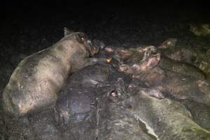 Dublin Piggery 2025 - In June 2025, investigators, acting on information from a member of the public, captured footage inside Andgar piggery in Dublin, South Australia. 

The footage shows pigs living alongside the decomposing bodies of hundreds of dead pigs, with some becoming stuck in a giant pile of corpses. 

Other footage from the same piggery shows pigs in 'eco sheds' on the property, which are sheds with two or three walls, with at least one side open to the elements. The pigs in these sheds are seen wading through mud and waste, which is often so deep that they are forced to swim. Some pigs had drowned in these sheds, likely after becoming stuck. 

Pigs were filmed with massive, necrotic wounds where infection had eaten through skin down to the bone. One pig had a hole in their back that was roughly 10cm in diameter and packed with straw, mud and faeces. Piglets were also found living amongst the dead and rotting bodies of their littermates.

These visits took place over a month after this farm had been reported to the RSPCA by a member of the public, who was so horrified by the conditions that they knew they had to act. 
 - Captured at Dublin Piggery, Dublin SA Australia.