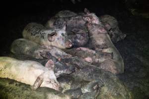 Dublin Piggery 2025 - In June 2025, investigators, acting on information from a member of the public, captured footage inside Andgar piggery in Dublin, South Australia. 

The footage shows pigs living alongside the decomposing bodies of hundreds of dead pigs, with some becoming stuck in a giant pile of corpses. 

Other footage from the same piggery shows pigs in 'eco sheds' on the property, which are sheds with two or three walls, with at least one side open to the elements. The pigs in these sheds are seen wading through mud and waste, which is often so deep that they are forced to swim. Some pigs had drowned in these sheds, likely after becoming stuck. 

Pigs were filmed with massive, necrotic wounds where infection had eaten through skin down to the bone. One pig had a hole in their back that was roughly 10cm in diameter and packed with straw, mud and faeces. Piglets were also found living amongst the dead and rotting bodies of their littermates.

These visits took place over a month after this farm had been reported to the RSPCA by a member of the public, who was so horrified by the conditions that they knew they had to act. 
 - Captured at Dublin Piggery, Dublin SA Australia.