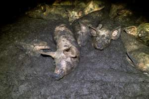 Dublin Piggery 2025 - In June 2025, investigators, acting on information from a member of the public, captured footage inside Andgar piggery in Dublin, South Australia. 

The footage shows pigs living alongside the decomposing bodies of hundreds of dead pigs, with some becoming stuck in a giant pile of corpses. 

Other footage from the same piggery shows pigs in 'eco sheds' on the property, which are sheds with two or three walls, with at least one side open to the elements. The pigs in these sheds are seen wading through mud and waste, which is often so deep that they are forced to swim. Some pigs had drowned in these sheds, likely after becoming stuck. 

Pigs were filmed with massive, necrotic wounds where infection had eaten through skin down to the bone. One pig had a hole in their back that was roughly 10cm in diameter and packed with straw, mud and faeces. Piglets were also found living amongst the dead and rotting bodies of their littermates.

These visits took place over a month after this farm had been reported to the RSPCA by a member of the public, who was so horrified by the conditions that they knew they had to act. 
 - Captured at Dublin Piggery, Dublin SA Australia.
