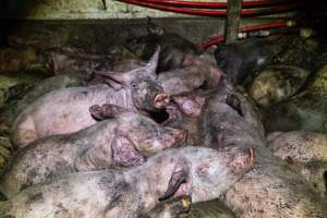 Dublin Piggery 2025 - In June 2025, investigators, acting on information from a member of the public, captured footage inside Andgar piggery in Dublin, South Australia. 

The footage shows pigs living alongside the decomposing bodies of hundreds of dead pigs, with some becoming stuck in a giant pile of corpses. 

Other footage from the same piggery shows pigs in 'eco sheds' on the property, which are sheds with two or three walls, with at least one side open to the elements. The pigs in these sheds are seen wading through mud and waste, which is often so deep that they are forced to swim. Some pigs had drowned in these sheds, likely after becoming stuck. 

Pigs were filmed with massive, necrotic wounds where infection had eaten through skin down to the bone. One pig had a hole in their back that was roughly 10cm in diameter and packed with straw, mud and faeces. Piglets were also found living amongst the dead and rotting bodies of their littermates.

These visits took place over a month after this farm had been reported to the RSPCA by a member of the public, who was so horrified by the conditions that they knew they had to act. 
 - Captured at Dublin Piggery, Dublin SA Australia.